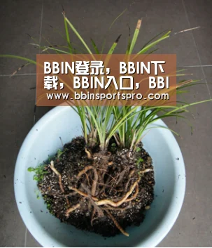 BBIN登录,BBIN下载,BBIN入口,BBIN电竞_奥克电解液溶剂项目开车(图2) BBIN登录,BBIN下载,BBIN入口,BBIN电竞